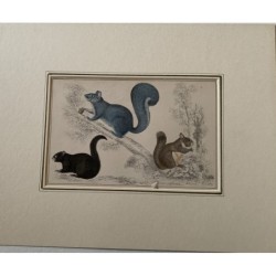 Lithographie couleur Écureuils gris et noirs américains