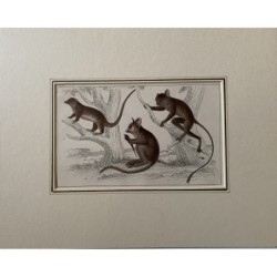 A Small Galago, a Podje Tarsier, and a Senegalese Tarsier. Antique print. 1856