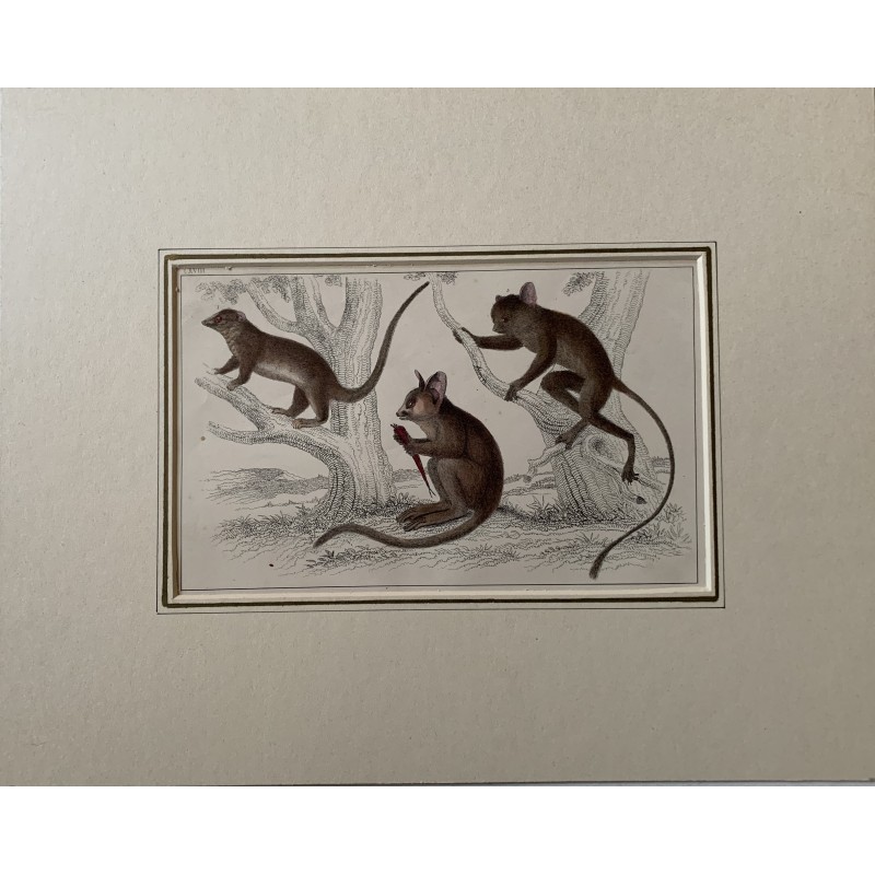 Ein kleiner Galago, ein Podje-Tarsier und ein senegalesischer Tarsier. Antiker Druck. 1856