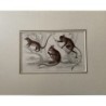 Un piccolo Galago, un Podje Tarsier e un Tarsier senegalese. Stampa antica. 1856