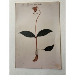 Satyrionis altera specis fac-similé du livre Codice Pomar du XVIe siècle.