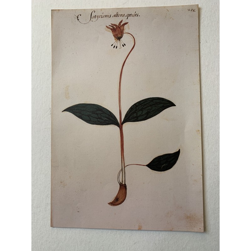 Satyrionis altera specis facsimile del libro Codice Pomar del XVI secolo.