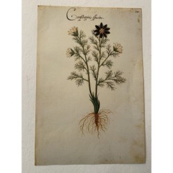 Confiliginis species, facsimile del libro Codice Pomar del XVI secolo.