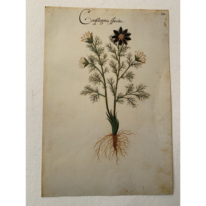 Confiliginis-Arten, Faksimile des Buches Codice Pomar aus dem 16. Jahrhundert.