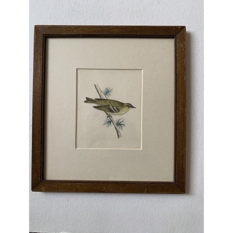 Goldhähnchen, Farblithographie aus der History of British Birds von Morris, veröffentlicht 1853