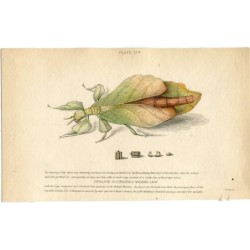 Phyllium Siccifolium or Walking Keaf. Lithography.