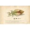 Phyllium Siccifolium or Walking Keaf. Litografia.