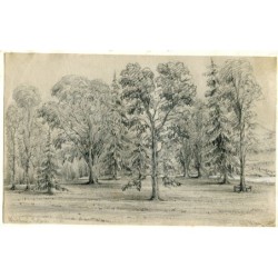 Forêt à Whitshaugh, Écosse. Dessin au crayon.