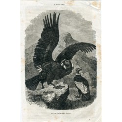 Condor. Xilografia del XIX secolo proveniente dalla Biblioteca Illustrata Trilla y Serra.
