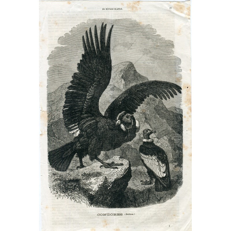 Condor. Xilografia del XIX secolo proveniente dalla Biblioteca Illustrata Trilla y Serra.
