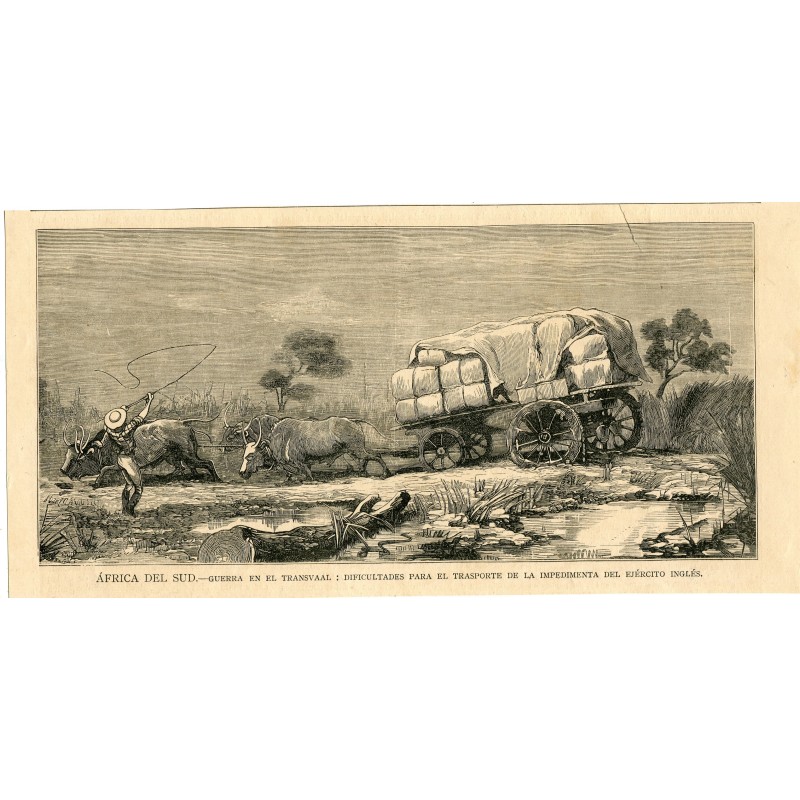 Sudafrica. Guerra nel Transvaal. Xilografia.