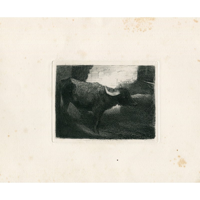 Engraved buffalo study published in 1861 by the Junior Etching Club, London.