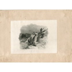 Dead deer. Engraving by JR Scott from a work by E. Landseer.