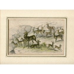 Cerf. Gravure de T. Brown d'après un dessin de J. Stewart.