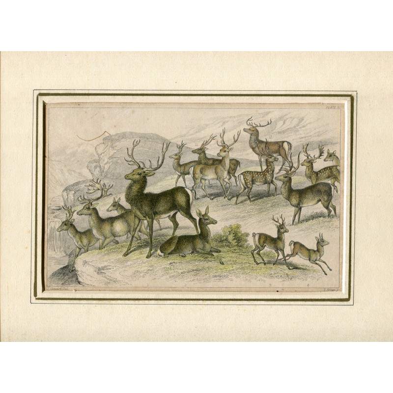 Deer. Engraving by T. Brown from a drawing by J. Stewart