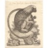 Tamarin-lion (Leontopithecus rosalia) - gravure de 1763.
