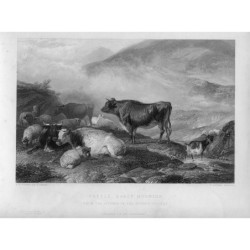 Cattle early morning, after T.S. Cooper