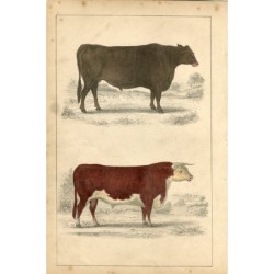 Animated Nature, a portrait of an ox and a bull - 1850 engraving