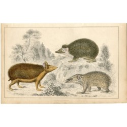 Gravure de 1850 représentant un hérisson et un tenrec