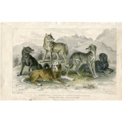 Tiere. Europäischer Wolf, schwarzer Wolf Nordamerikas, Bernhardiner-Mast...1868