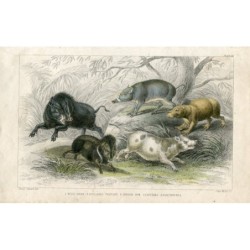 Sanglier. Pécari à collier. Truie de Chine. Cabiaï. Babyroussa – gravure de 1852