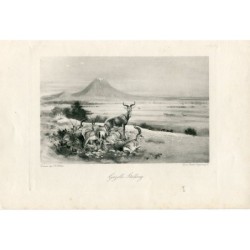 Gazette Stalking engraved by Swan Electric a drawing by J.G. Millais