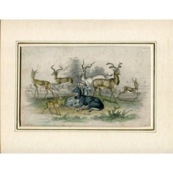 Laddax, Koodoo...ecc. Stampe di animali di J. Miller, disegnate da J. Steward