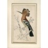 Hoopoe. 19th-century engraving.