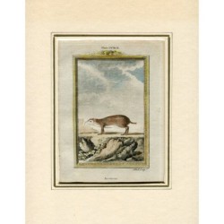 Acouchi aufgenommen von Andrew Bell