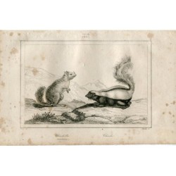 1840. Uno scoiattolo e una puzzola