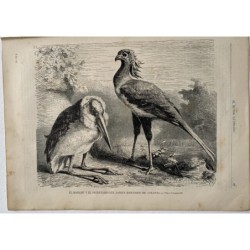 The Marabou stork and the Secretarybird, 1880 from El Mundo Ilustrado