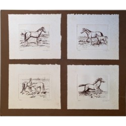 Cuatro litografias de caballos pegadas a un cartúlina marrón firmadas Verdaguer.