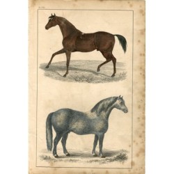 Cavalli. Antica incisione del XIX secolo