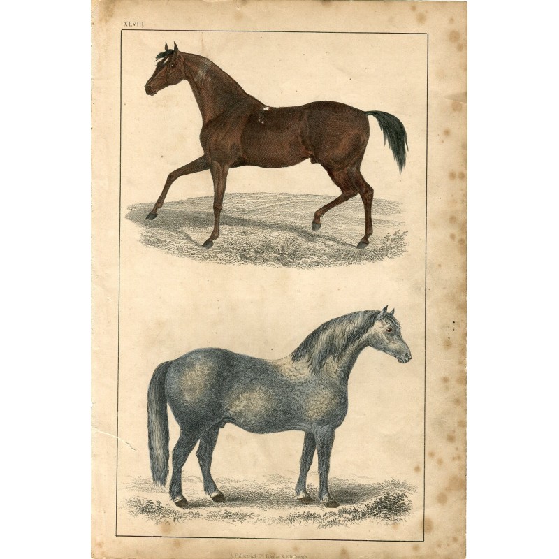 Caballos. Grabado antiguo del siglo XIX