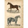 Cavalli. Antica incisione del XIX secolo