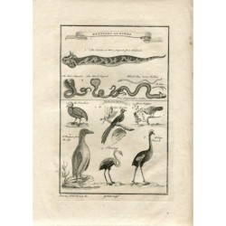Reptiles et oiseaux gravés par G. Child