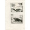 Gravure ancienne. Animaux.