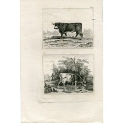 Stampa antica. Animali.