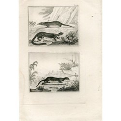 Antique print. Animals.