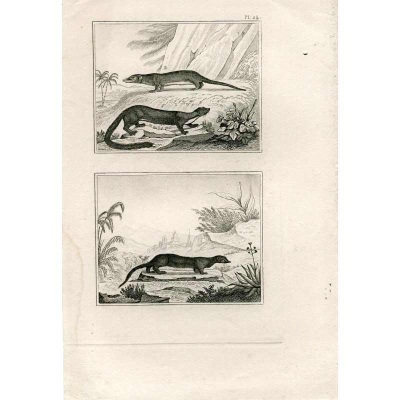 Gravure ancienne. Animaux.