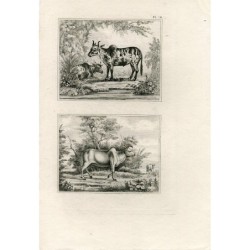 Antique print. Animals.
