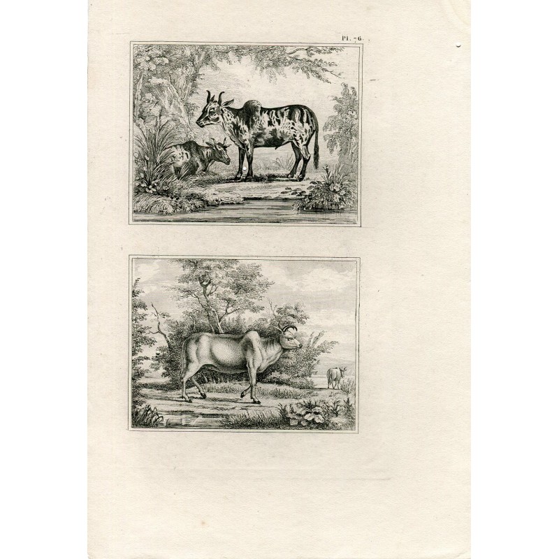 Gravure ancienne. Animaux.