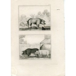 Antique print. Animals.