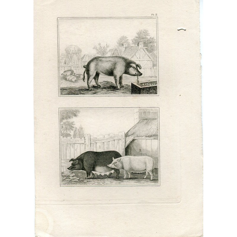 Gravure ancienne. Animaux.