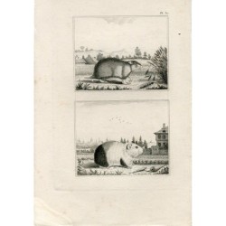 Gravure ancienne. Animaux.