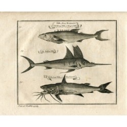 Pesci di Barbot: Il pesce re o pesce negro, il pesce fetisso e il pesce gatto o Machoran - stampa del 1745