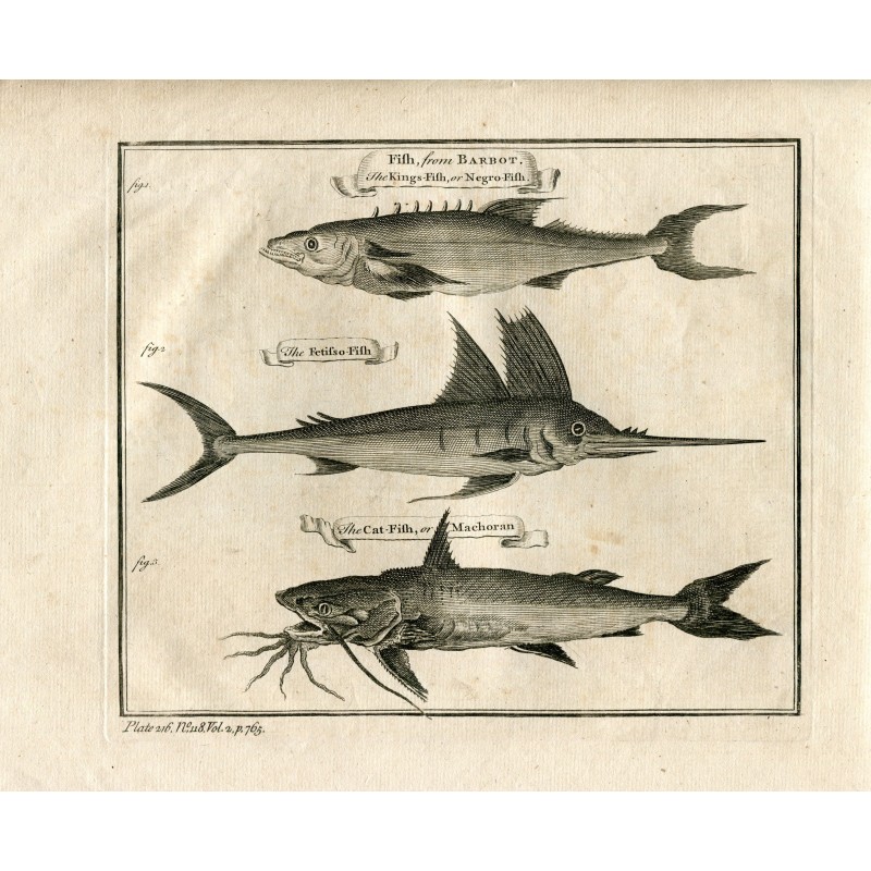 Pesci di Barbot: Il pesce re o pesce negro, il pesce fetisso e il pesce gatto o Machoran - stampa del 1745