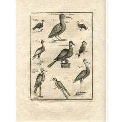 Oiseaux de Guinée. Faisan de Guinée, Faisan de Sestro. Faisan Whidah. Oiseau-couronne Whidah. Oiseau Pokko - Estampe de 1745.