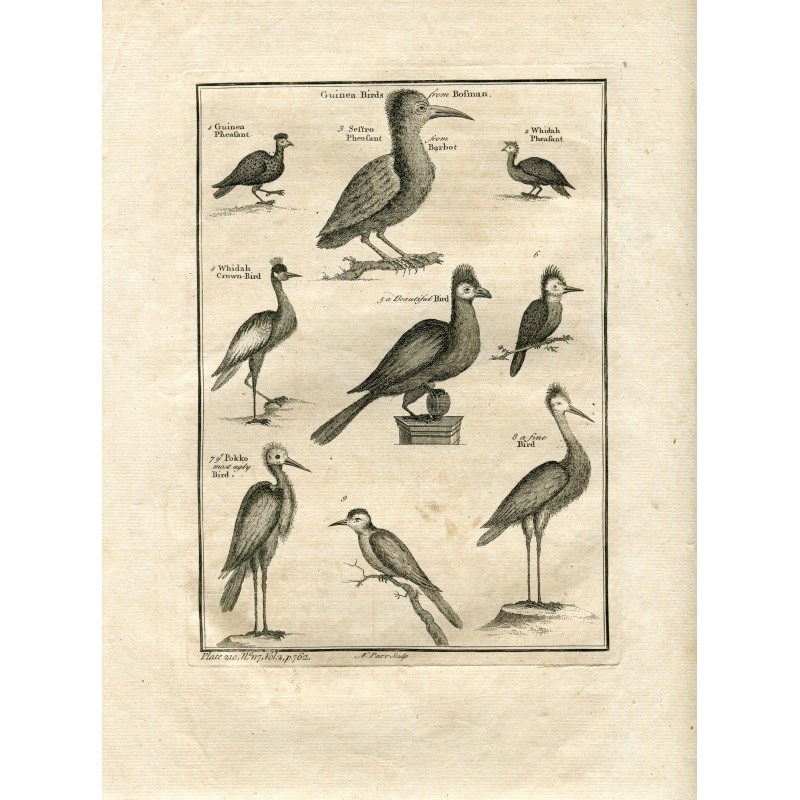 Guinea birds. Guinea Pheasant, Sestro Pheasant. Whidah Pheasant. Whidah Crown-bird. Pokko bird - 1745 print.