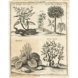 Arbres et arbustes de l'Inde - Estampe de 1745